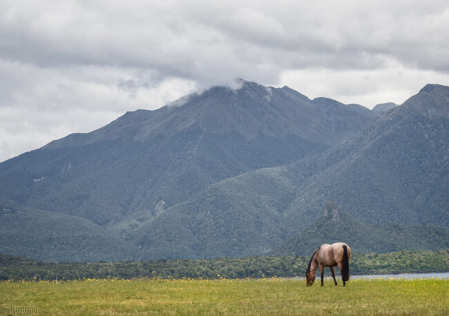 New Zealand (2017)